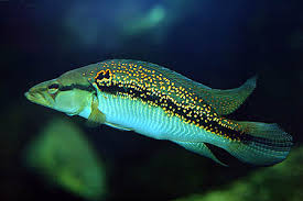 Spotted Pike Cichlid