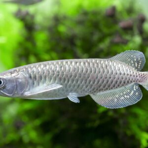 Jardini Arowana