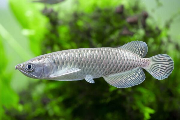 Jardini Arowana