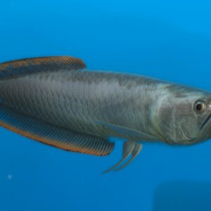 Black Arowana