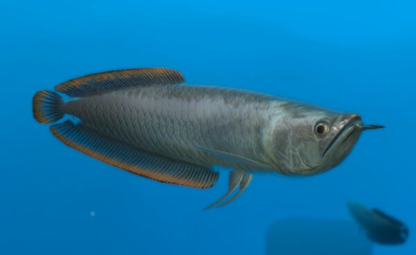 Black Arowana