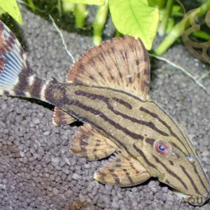 Royal Pleco L190