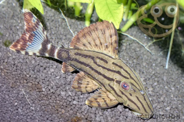 Royal Pleco L190