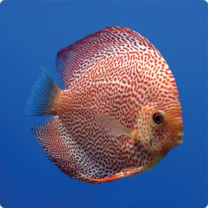 Leopard Discus