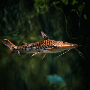 Tiger Shovelnose Catfish