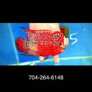 Flowerhorn Super Red Dragon (SRD) # 15