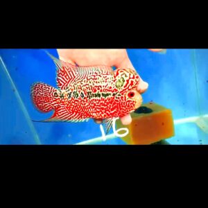 Flowerhorn Super Red Dragon (SRD) # 16
