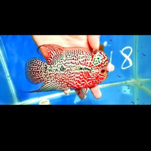 Flowerhorn Super Red Dragon (SRD) # 18