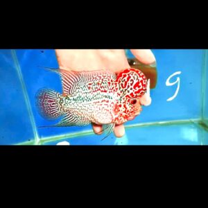 Flowerhorn Super Red Dragon (SRD) # 19