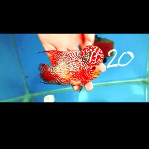 Flowerhorn Super Red Dragon (SRD) # 20
