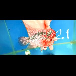 Flowerhorn Super Red Dragon (SRD) # 21