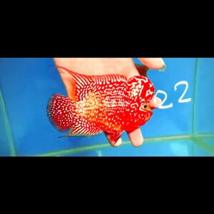 Flowerhorn Super Red Dragon (SRD) # 22