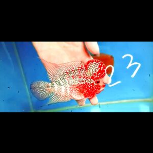 Flowerhorn Super Red Dragon (SRD) # 23