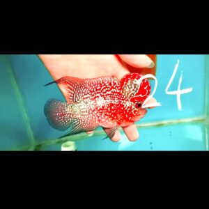 Flowerhorn Super Red Dragon (SRD) # 24