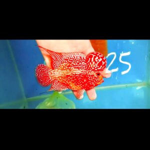 Flowerhorn Super Red Dragon (SRD) # 25